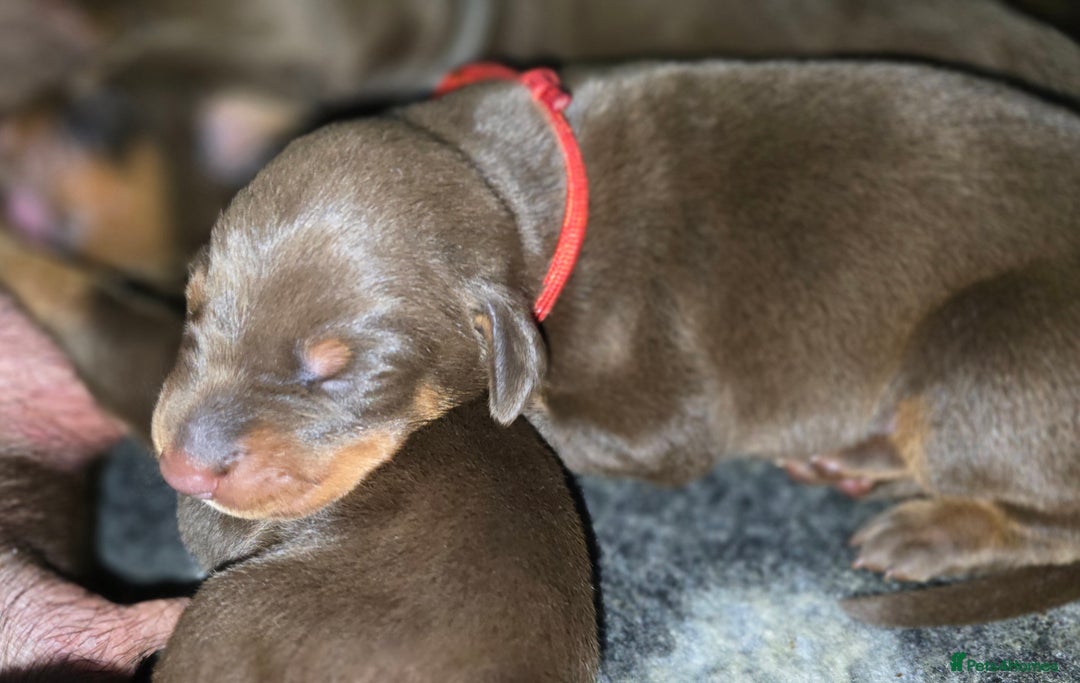 Dobermann dogs for sale: *HEALTH TESTED,HOME REARED,STUNNING DOBERMAN PUPS - Image 5