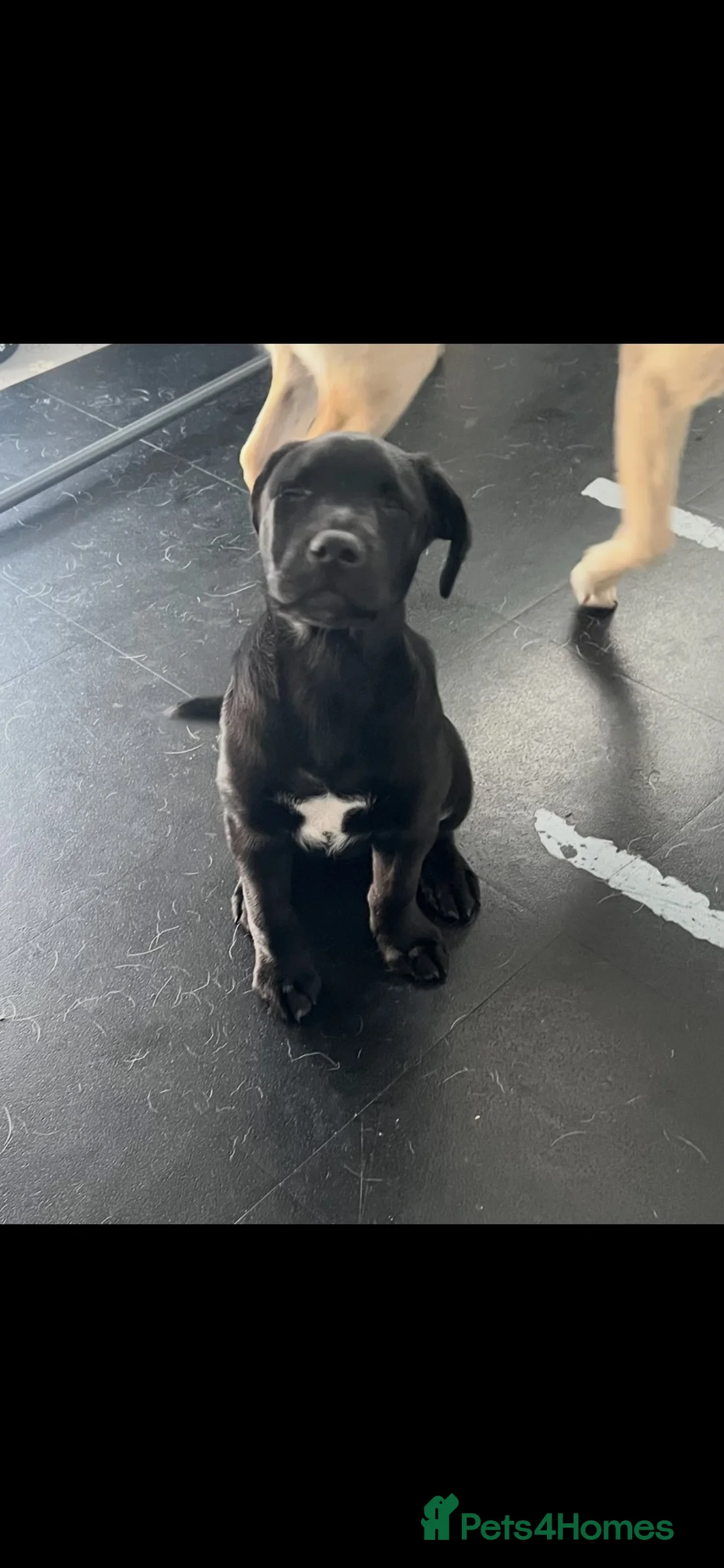 Mixed Breed dogs for sale: Gorgeous Boy Labrador / kelpie puppy LAST ONE! - Advert 5