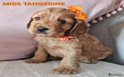 Cocker Spaniel dogs for sale: Stunning! Golden Kc Show Type Cocker Spaniels. - Advert 17