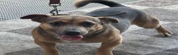 Jack Russell dogs for stud: Jack Russell for stud - Advert 2