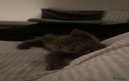 Russian Blue cats for sale: Russian blue/siamese  - Image 1