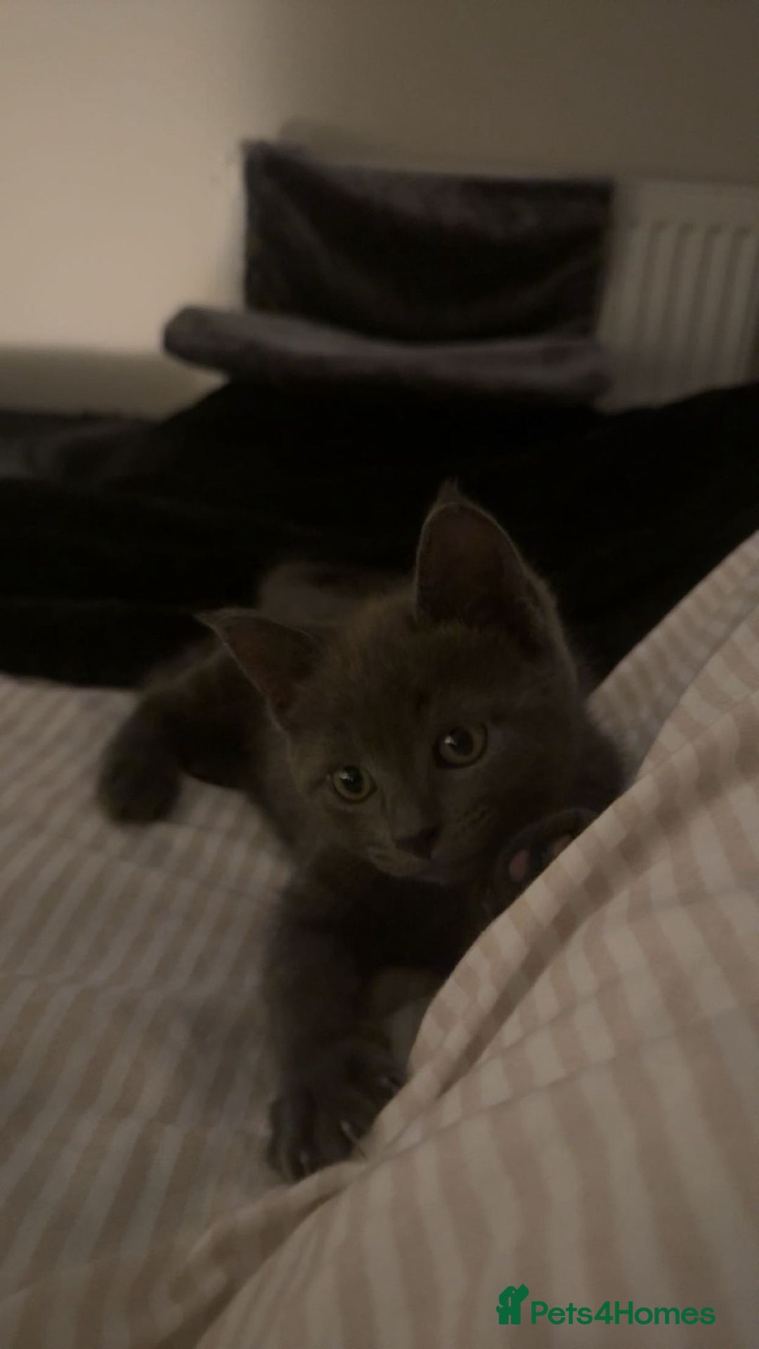 Russian Blue cats for sale: Russian blue/siamese  - Image 1