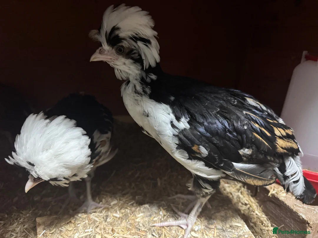 Chickens poultry for sale: Tolbunt Polish Growers  - Advert 2