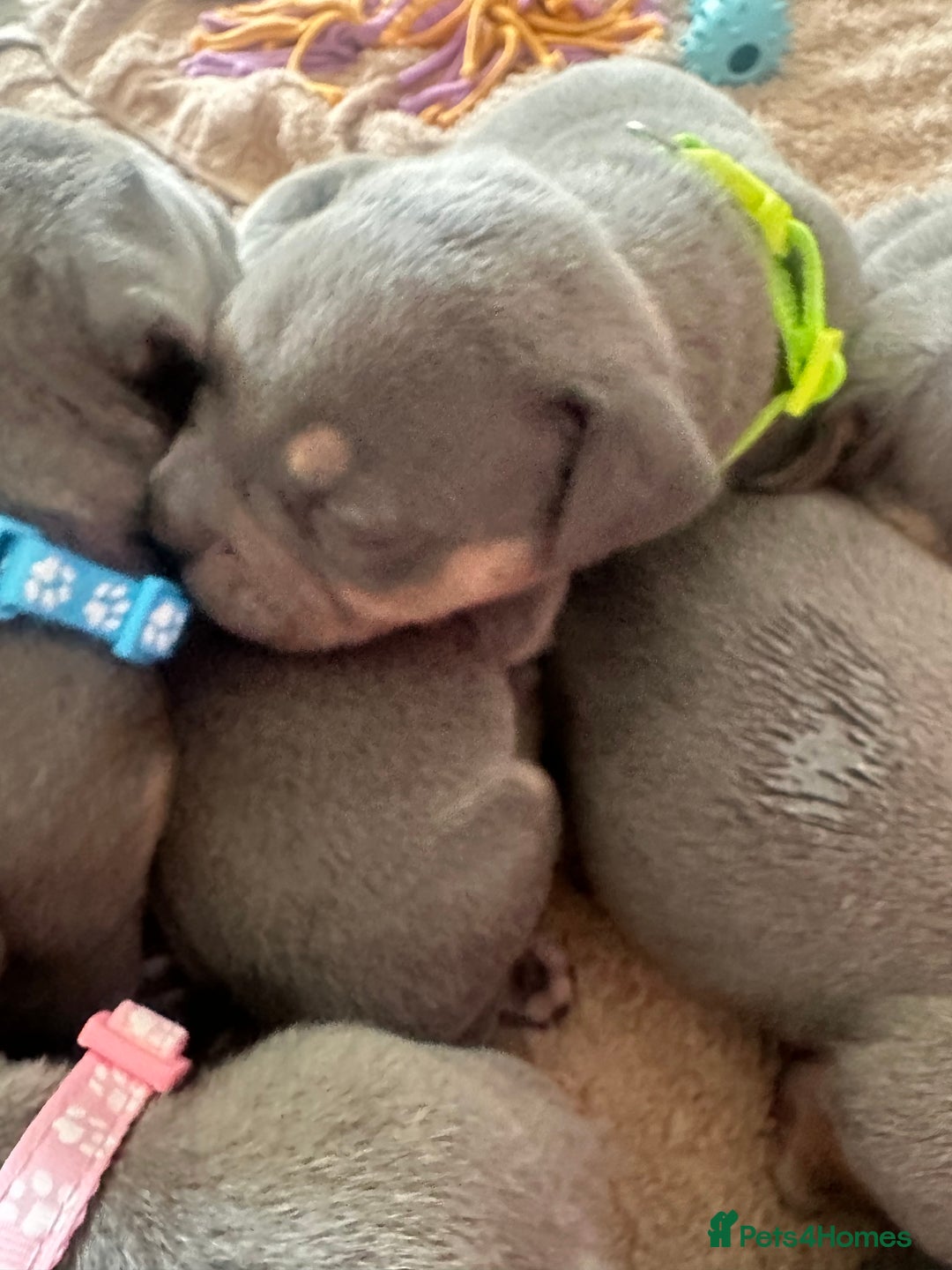 American Bully dogs for sale: Pocket Bullies ( not banned breed) - Image 31
