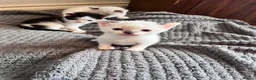 Mixed Breed cats for sale: Gorgeous Snowshoe, Black/White, Black Kittens 🐱 - Advert 13