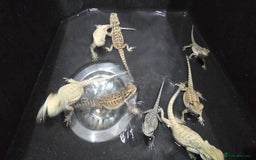 Bearded Dragon reptiles for sale: Baby bearded dragons - Image 21