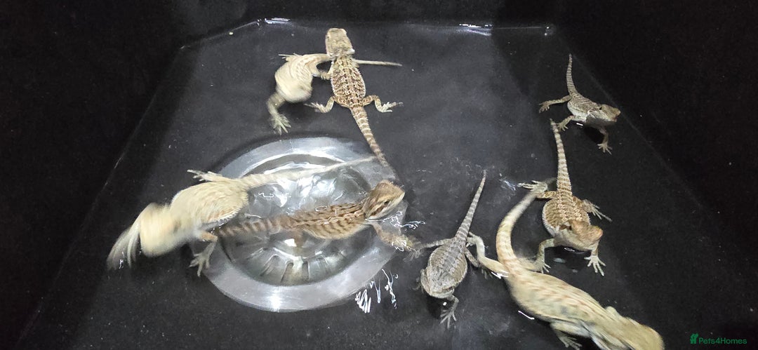 Bearded Dragon reptiles for sale: Baby bearded dragons - Image 21