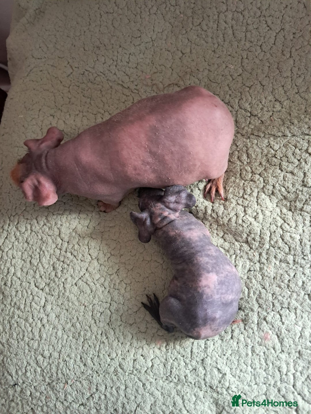 Guinea Pig rodents for sale: BEAUTIFUL MOTHER AND BABY DAUGHTER SKINNY PIGS.  - Image 3