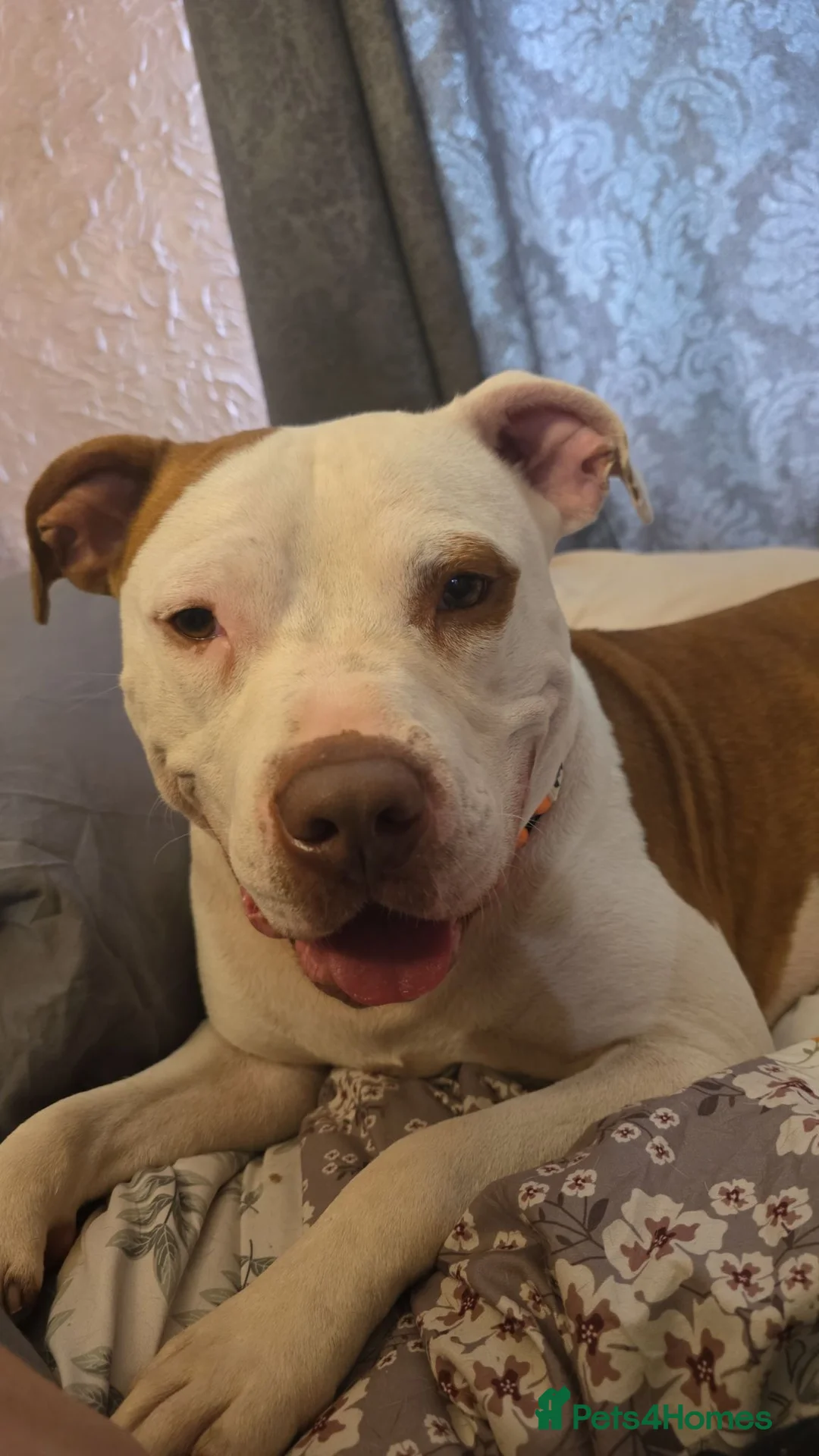 Mixed Breed dogs for sale: Fudge needs his forever home 🏡  in Caldicot - Advert 1