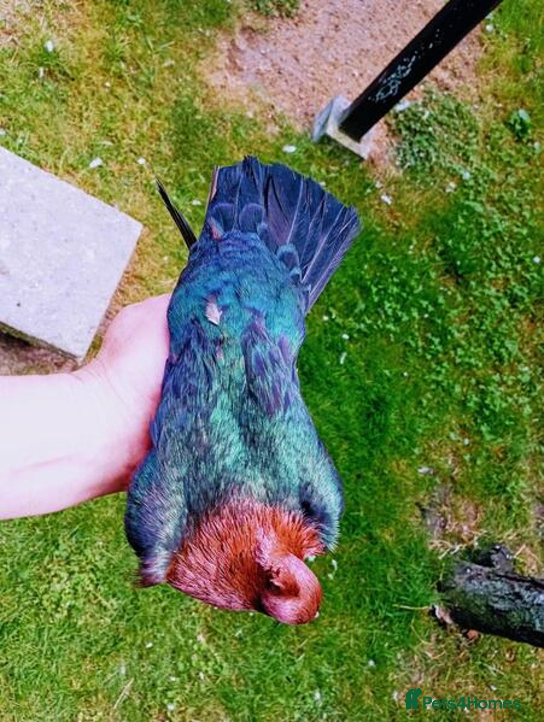 Pigeons birds for sale: RARE GREEN WING ARCHANGEL PIGEONS - Advert 5