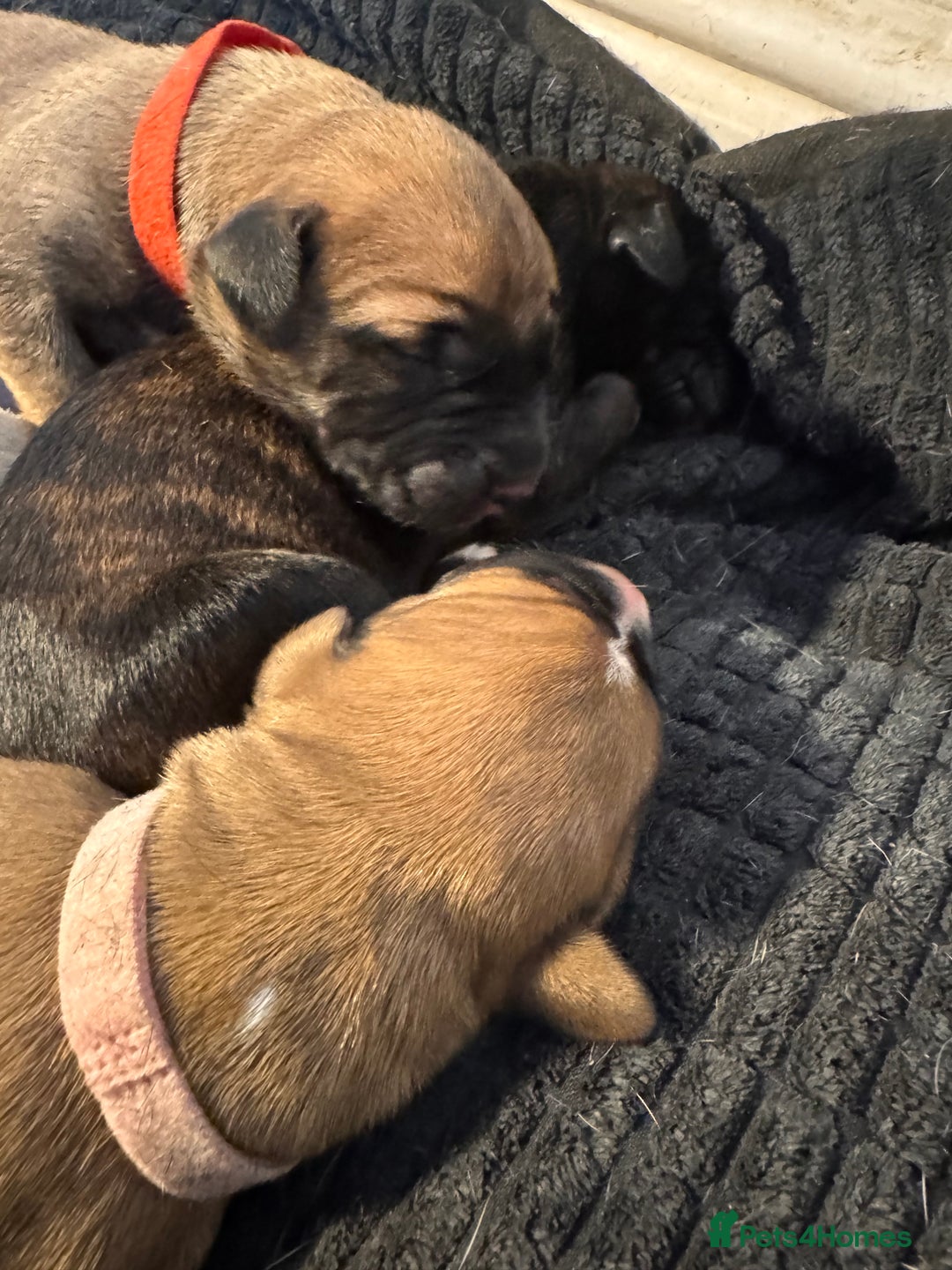 Mixed Breed dogs for sale: Belgian Malinois crosses - Image 13