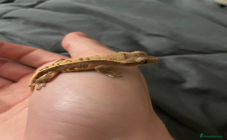 Gecko reptiles - Advert 1