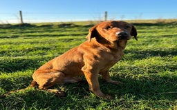 Labrador Retriever dogs for sale: Deep fox red Labrador Puppies,FULLY TESTED PARENTS - Image 10
