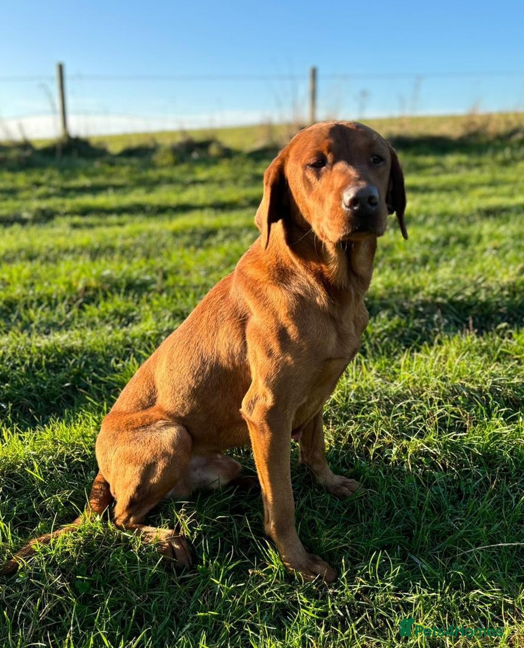 Labrador Retriever dogs for sale: Deep fox red Labrador Puppies,FULLY TESTED PARENTS - Image 10