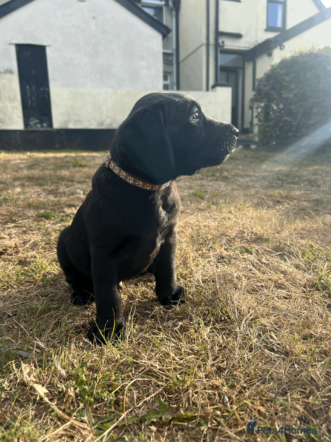 Labrador Retriever dogs for sale: Labrador Puppies  - Image 13