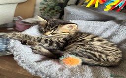 Mixed Breed cats for sale: Beautiful tabby boy kitten  - Image 3