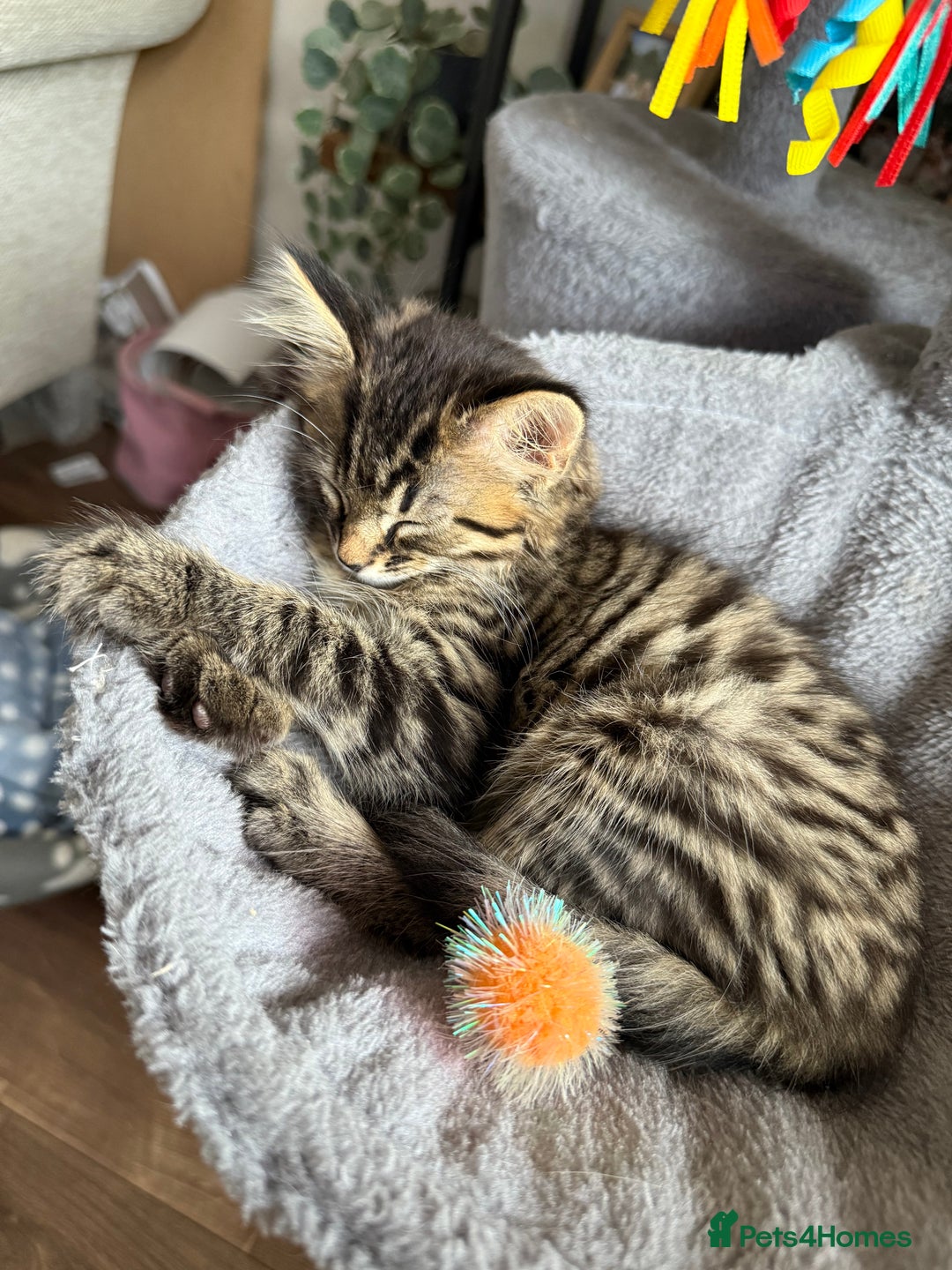 Mixed Breed cats for sale: Beautiful tabby boy kitten  - Image 3