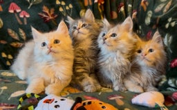 Maine Coon cats for sale: Maine Coon Kittens TICA  - Image 23