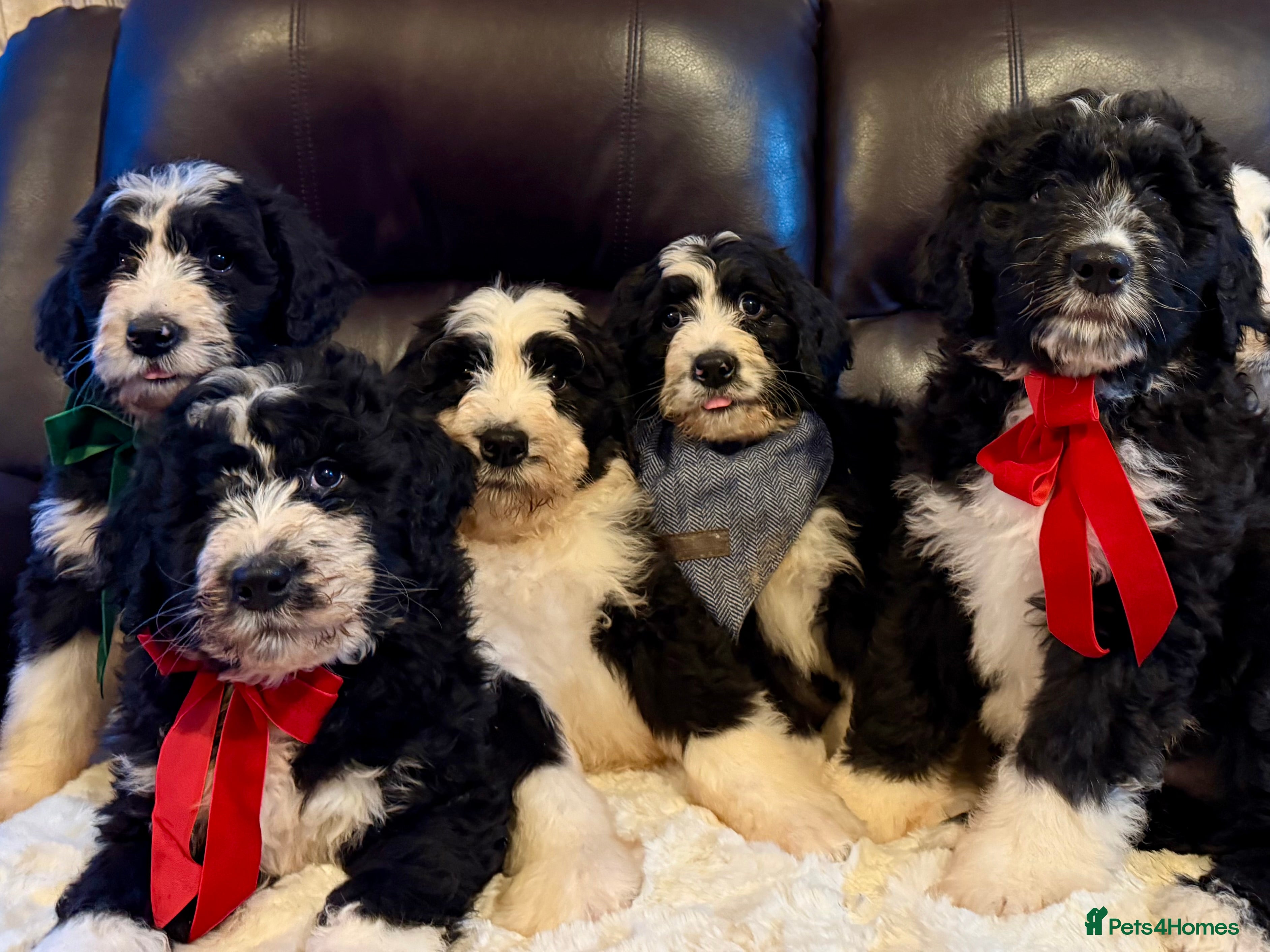 Bernedoodle dogs F1 Standard Bernerdoodles - Advert 1