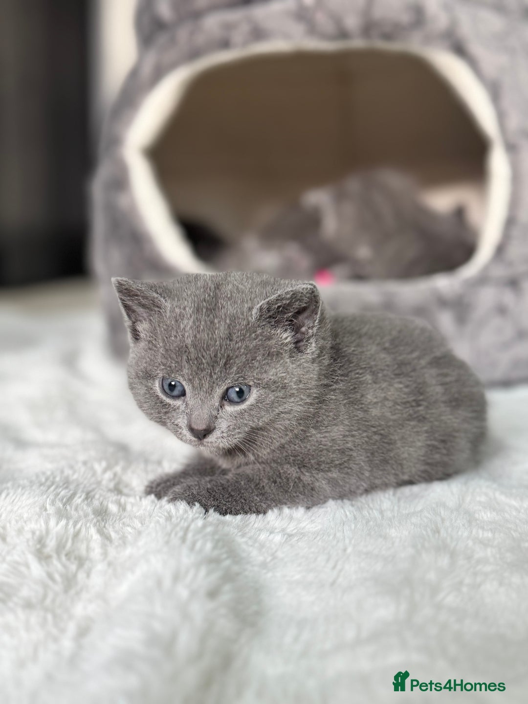 Russian Blue cats for sale: ✨ Russian Blue x British Shorthair Kittens ✨ - Advert 4