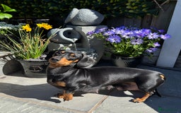 Dachshund dogs for sale: Beautiful Dachshund Puppies Ready to go 8th Nov  - Image 9