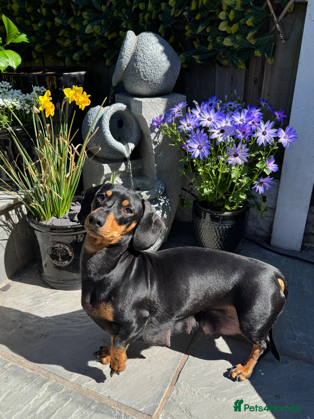 Dachshund dogs for sale: Beautiful Dachshund Puppies Ready to go 8th Nov  - Image 9