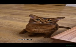 Abyssinian cats for sale: Pure Abyssinian kittens ❤️Ready to go 😍  - Image 40