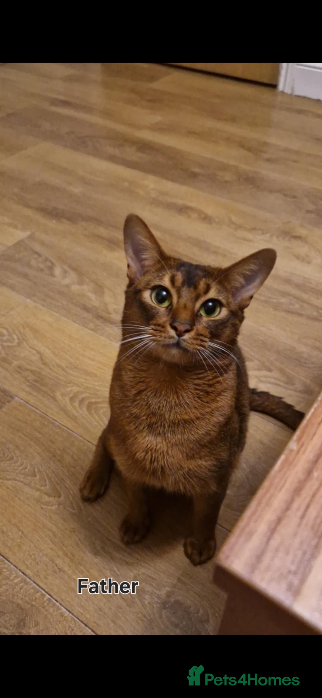 Abyssinian cats for sale: Pure Abyssinian kittens ❤️Ready to go 😍  - Image 40
