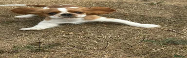 Puppy 1