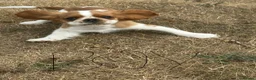 King Charles Spaniel dogs for sale:  Pure King Charles cavalier puppies  - Advert 3