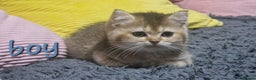 British Shorthair cats for sale: British shorthair pedigree kittens - Advert 31