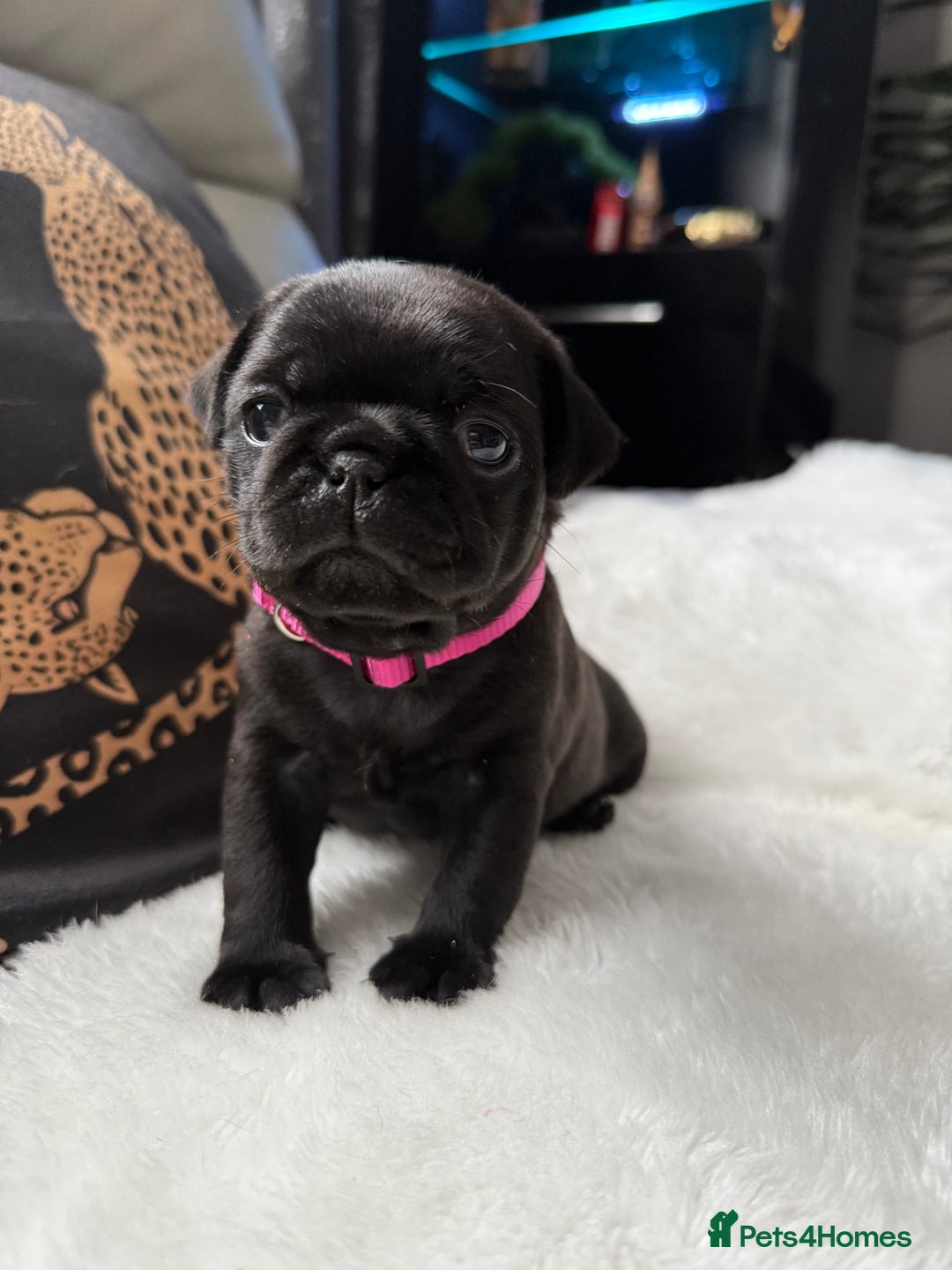 Pug dogs for sale: Two girls and one boy are available;)  - Advert 6