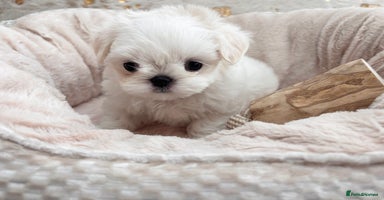 Maltese dogs - Advert 3