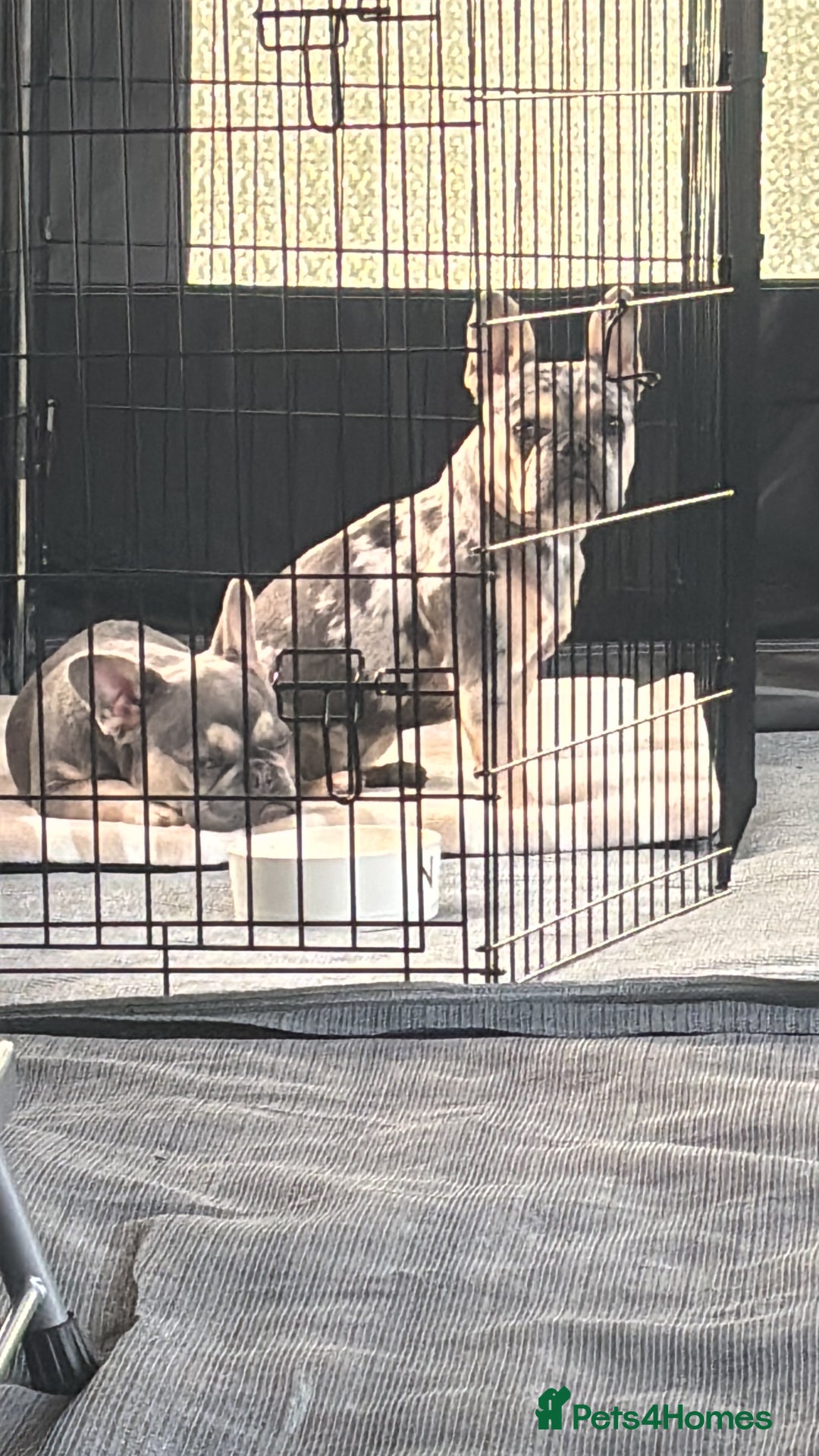 French Bulldog dogs for sale: 2 full breed 1 year old female French bulldogs  - Advert 3