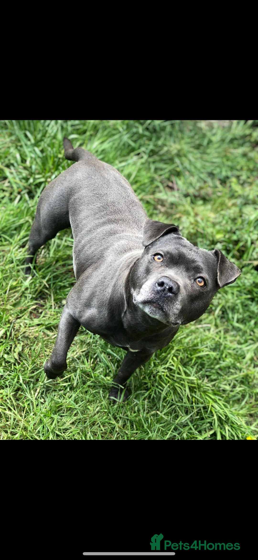 Staffordshire Bull Terrier dogs for sale: Staffys Puppies   25+ Champions ( Show Quality ) - Advert 38