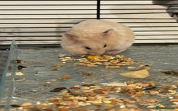 Hamster rodents for sale: Baby hamsters for sale - Image 6