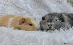 Guinea Pig rodents for sale: Pure Breed Teddy Females - Image 3
