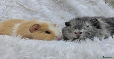 Guinea Pig rodents - Advert 4