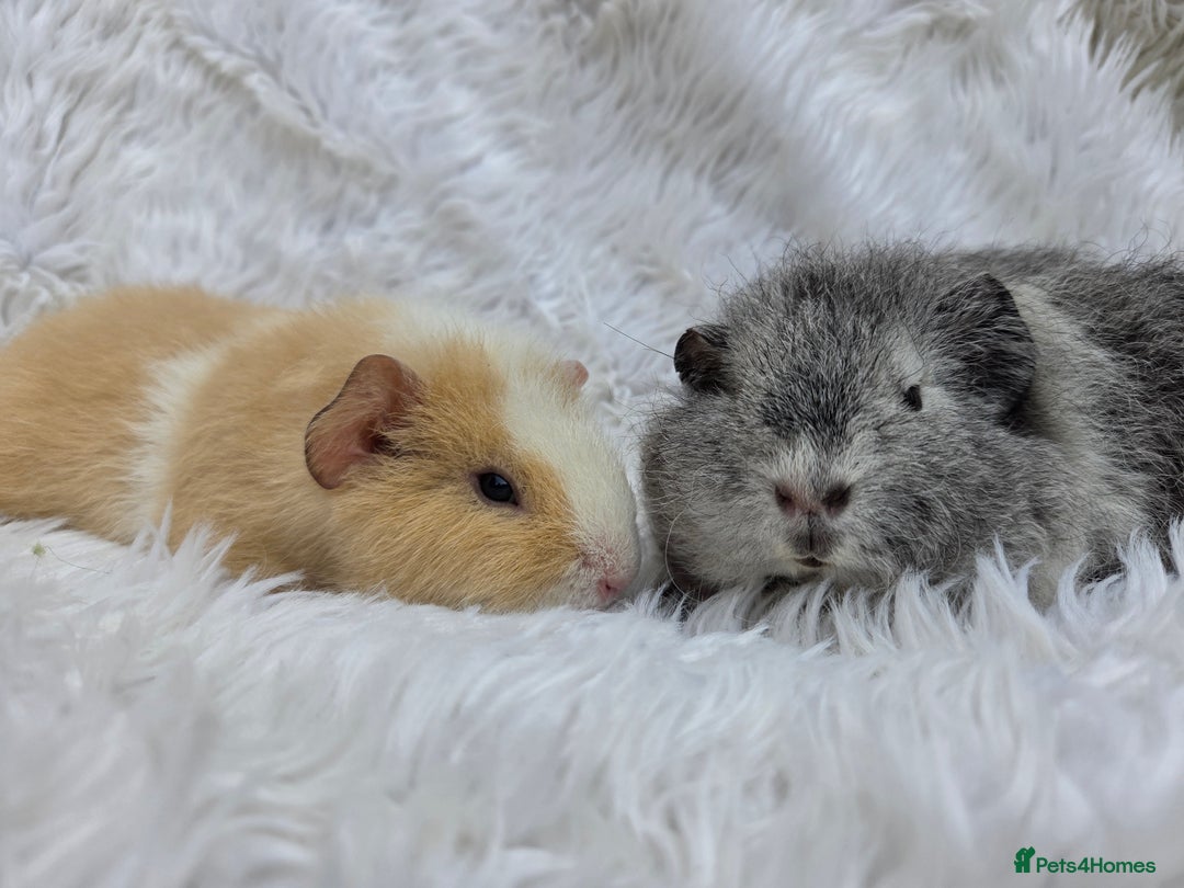 Guinea Pig rodents for sale: Pure Breed Teddy Females - Image 3