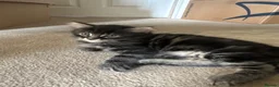 Mixed Breed cats for sale: 2 female kittens for sale  in Telford - Advert 3