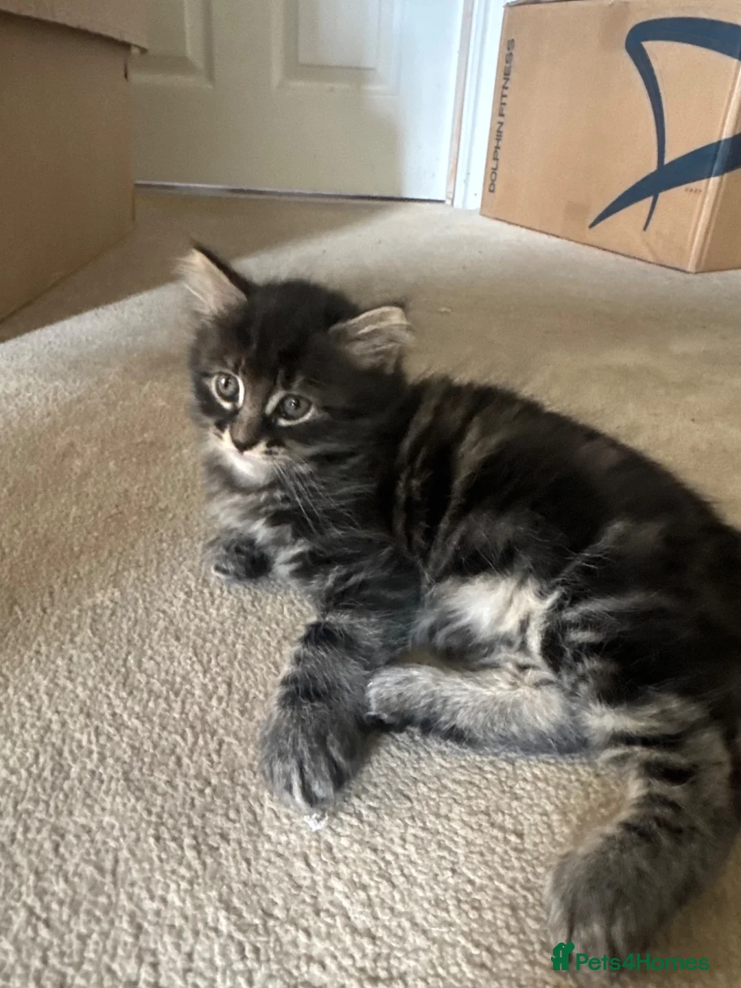 Mixed Breed cats for sale: 2 female kittens for sale  in Telford - Advert 3