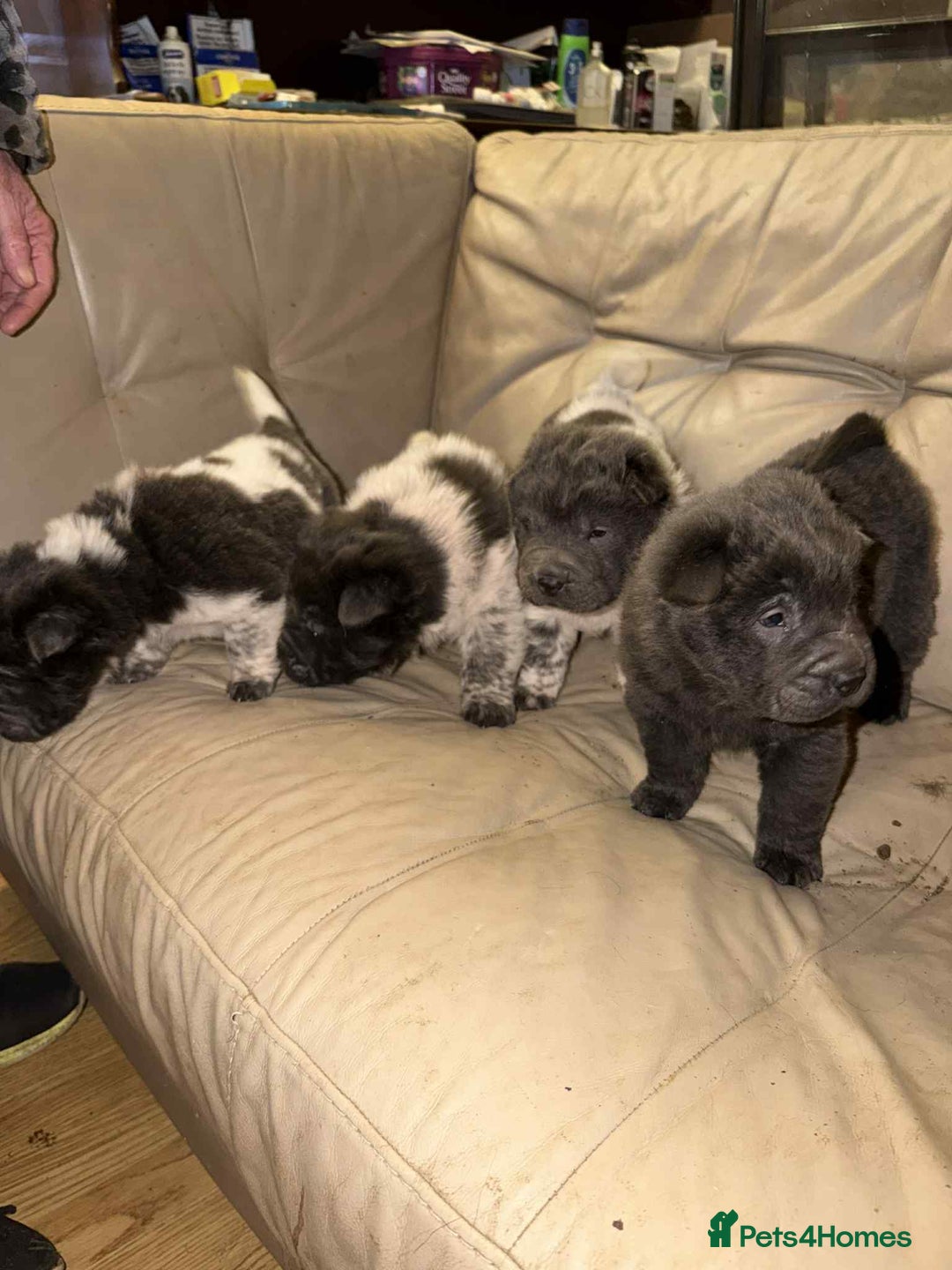Shar Pei dogs for sale: 4 gorgeous bear coat shar pei puppies - Advert 5