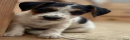 Jack Russell dogs for sale: Traditional short-legged Jack Russell puppies. - Advert 2