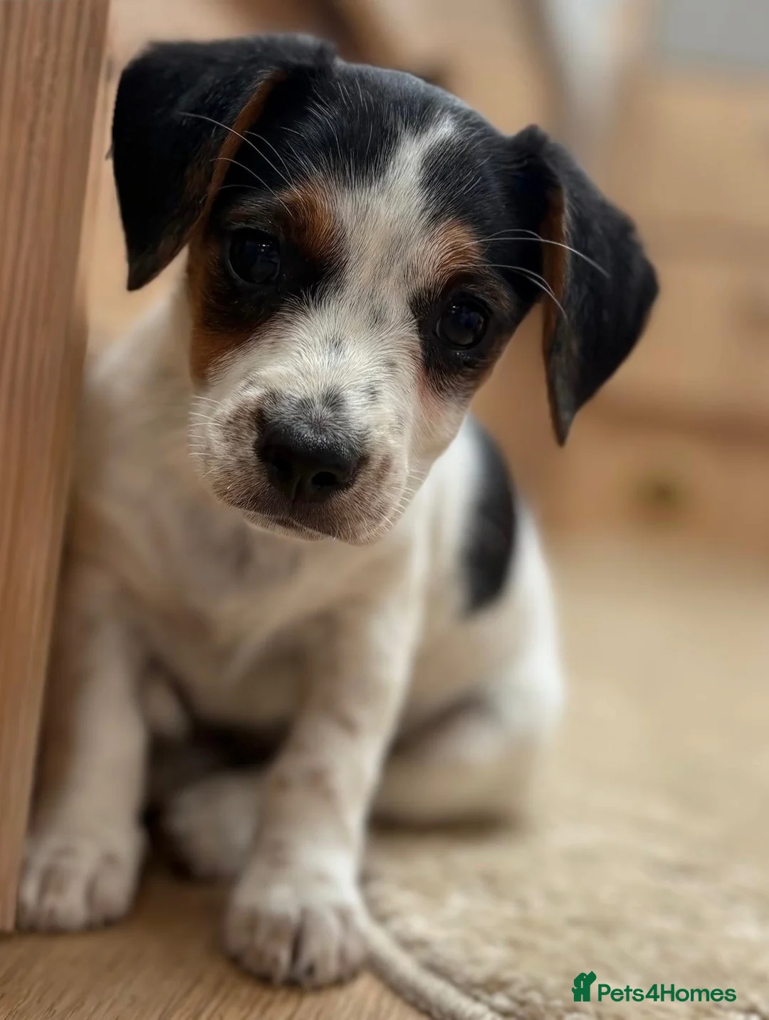 Jack Russell dogs for sale: Traditional short-legged Jack Russell puppies. - Advert 2