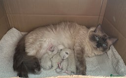 Ragdoll cats for sale: Adorable Ragdoll Kittens Ready for New Homes Soon! - Image 10