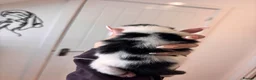 Mixed Breed cats for sale: Gorgeous black and white “Cow Cat” boy kitten🩵🐄 - Advert 4