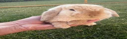 Mini Lop rabbits for sale: 2 Beautiful Mini Lop Rabbits with Premium Hutch - Advert 6