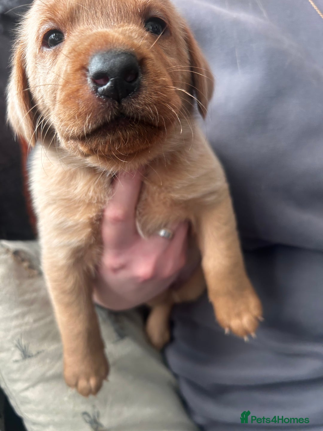 Labrador Retriever dogs for sale: Red fox Labrador puppies  - Advert 6