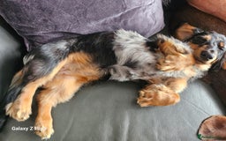 Dachshund dogs for sale: TWO DAUSHUNDS - Image 33