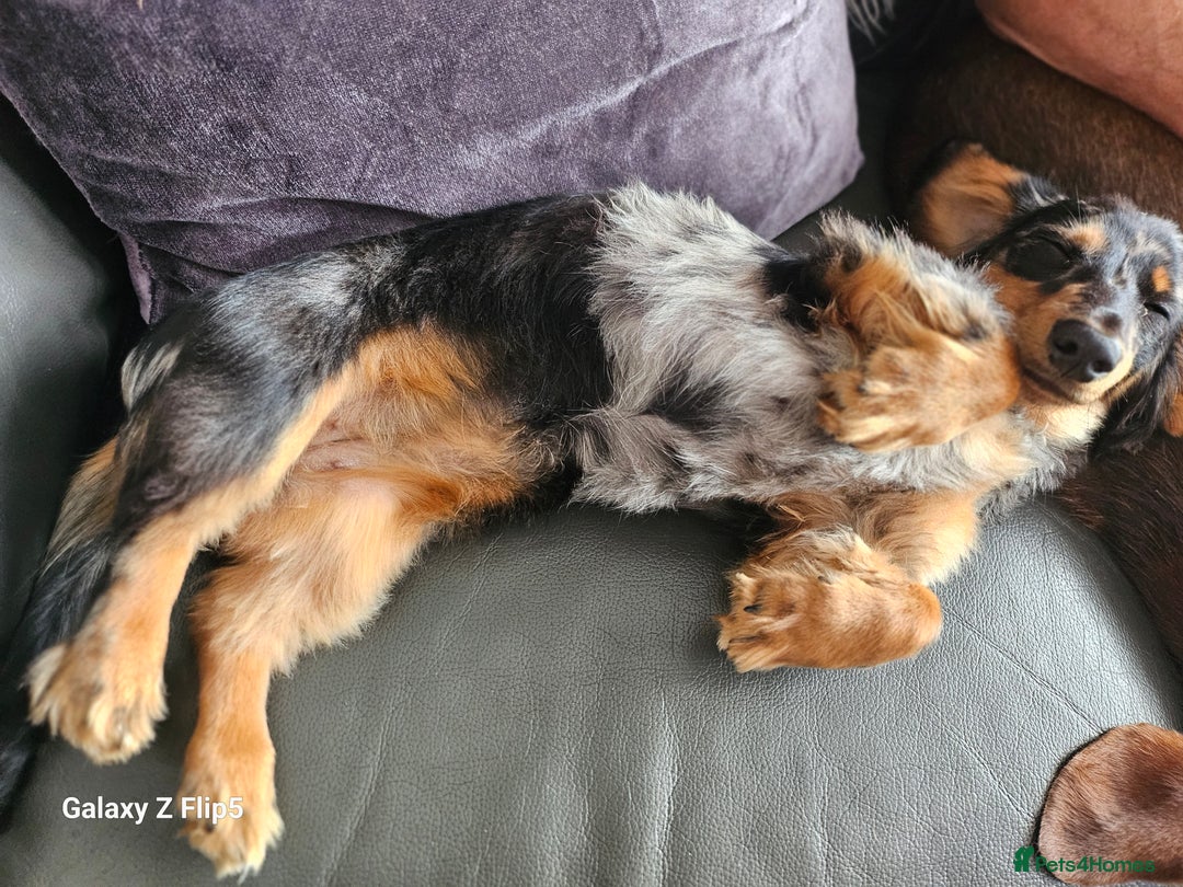 Dachshund dogs for sale: TWO DAUSHUNDS - Image 33